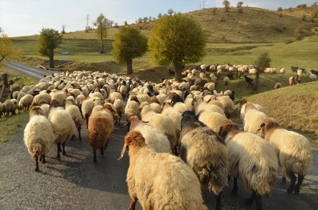 Muşlu Besicilerin Zorlu Yolculuğu Başladı