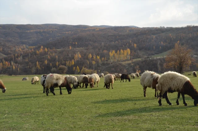 Muşlu Besicilerin Zorlu Yolculuğu Başladı