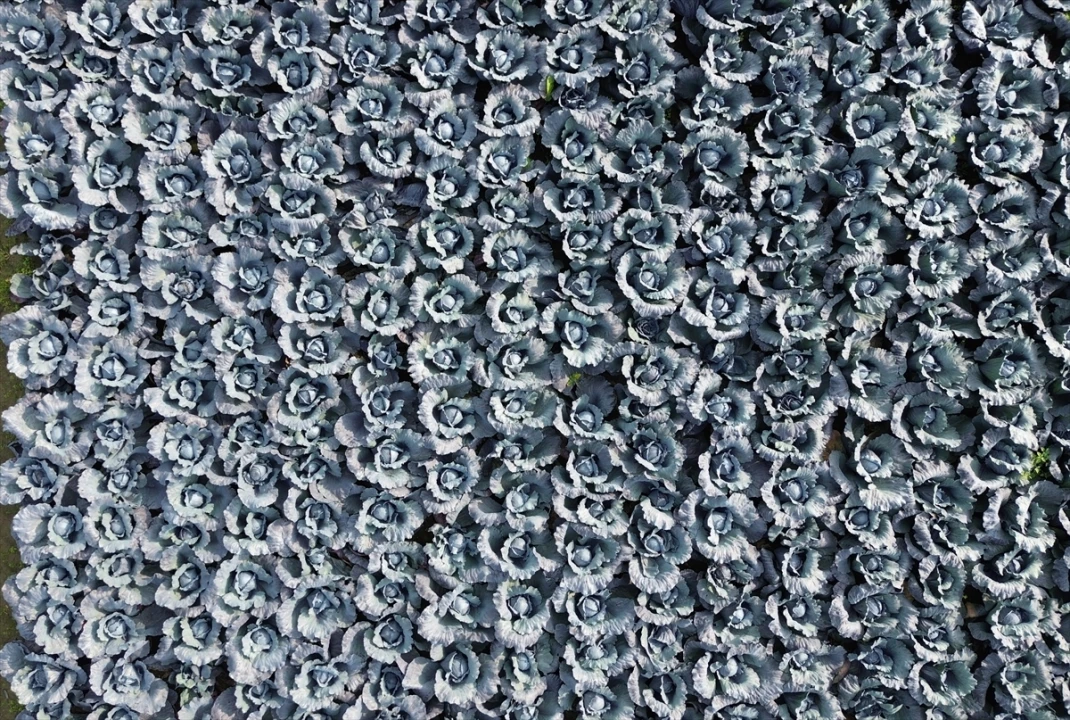 Bafra'da kırmızı lahana sezonu başladı: Rekor verim ve ihracat hedefleri