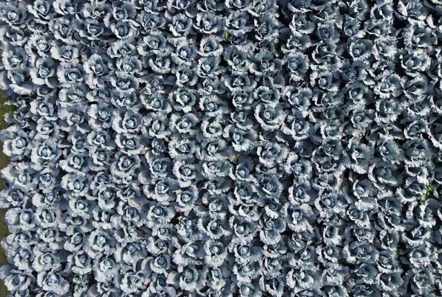 Bafra'da kırmızı lahana sezonu başladı: Rekor verim ve ihrac...