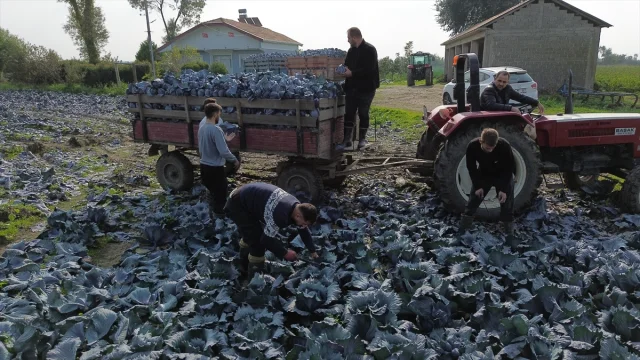 Bafra'da kırmızı lahana sezonu başladı: Rekor verim ve ihracat hedefleri