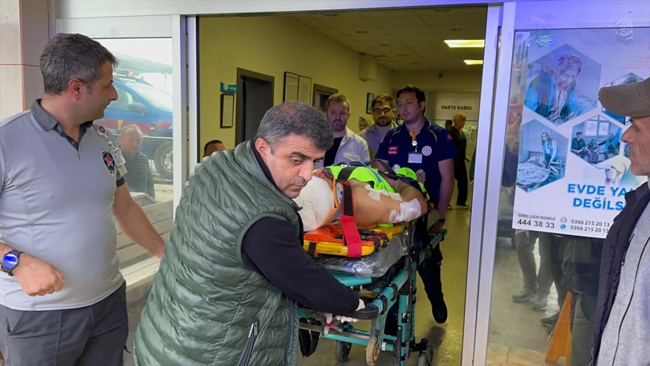 Kastamonu'da Mantar Toplama Macerası Ayının Saldırısıyla Sonlandı