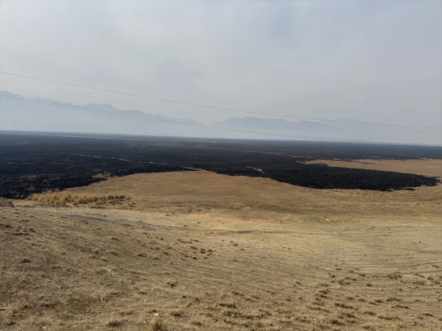 Hakkari'de Nehil Sazlığı'nda Alevlerin Vurduğu Yaban Hayat Yeniden Canlanıyor