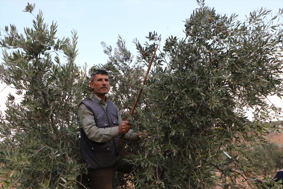 Kilis'te Zeytin Hasadı Başladı: Asırlık Ağaçların Müthiş Yolculuğu