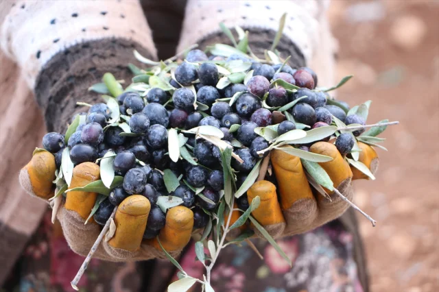 Kilis'te Zeytin Hasadı Başladı: Asırlık Ağaçların Müthiş Yolculuğu