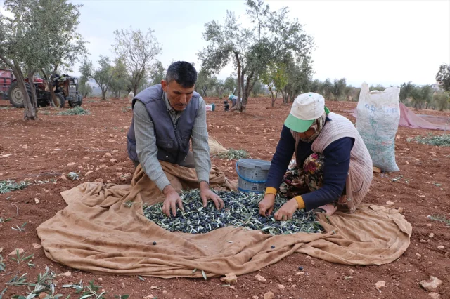 Kilis'te Zeytin Hasadı Başladı: Asırlık Ağaçların Müthiş Yolculuğu