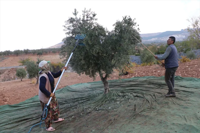 Kilis'te Zeytin Hasadı Başladı: Asırlık Ağaçların Müthiş Yolculuğu