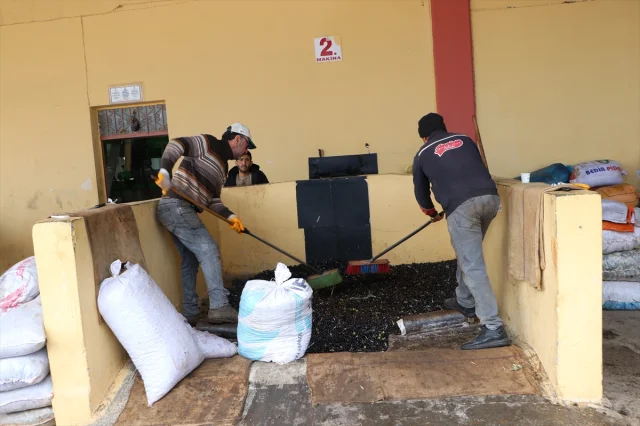 Kilis'te Zeytin Hasadı Başladı: Asırlık Ağaçların Müthiş Yolculuğu