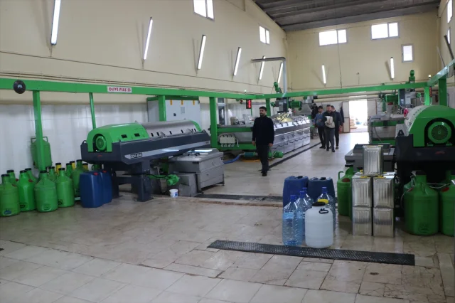 Kilis'te Zeytin Hasadı Başladı: Asırlık Ağaçların Müthiş Yolculuğu