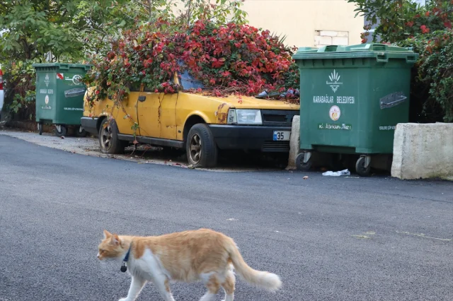 İzmir'de Sahipsiz Kalan Otomobil Yeşille Kaplandı