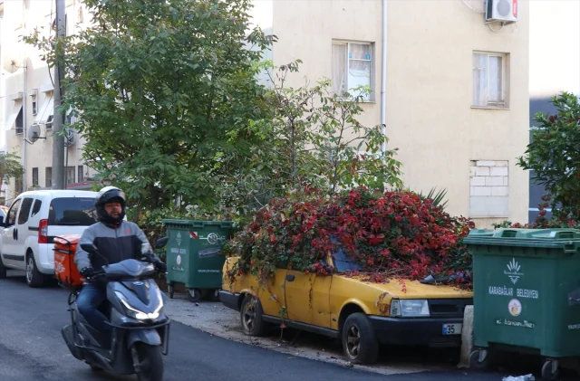 İzmir'de Sahipsiz Kalan Otomobil Yeşille Kaplandı