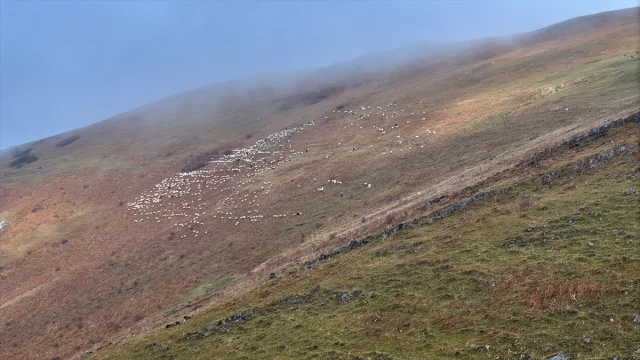 Karadeniz'in Gizli Cenneti Saveriksa Yaylası'nda Besicilik R...