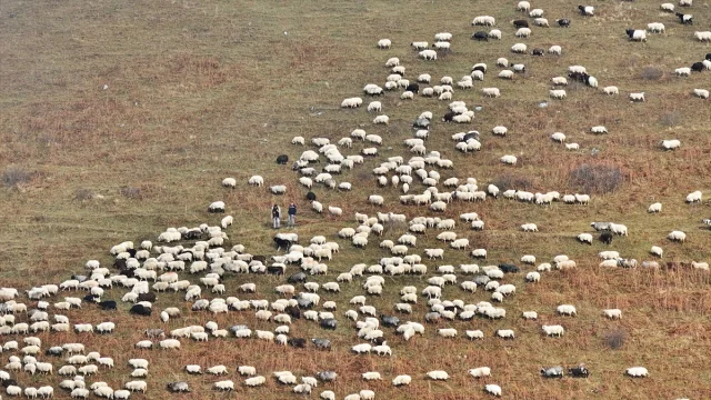 Karadeniz'in Gizli Cenneti Saveriksa Yaylası'nda Besicilik Rüzgarı Esiyor