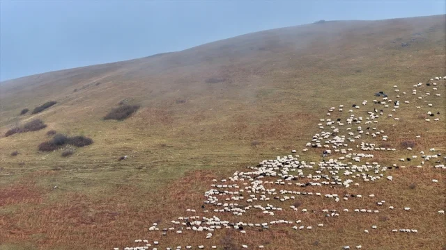 Karadeniz'in Gizli Cenneti Saveriksa Yaylası'nda Besicilik Rüzgarı Esiyor