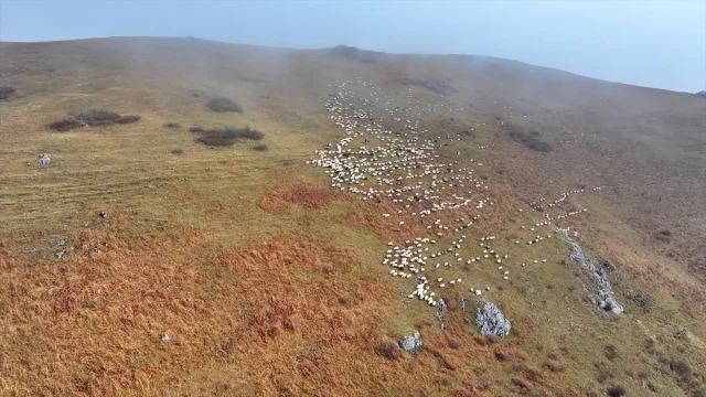 Karadeniz'in Gizli Cenneti Saveriksa Yaylası'nda Besicilik Rüzgarı Esiyor