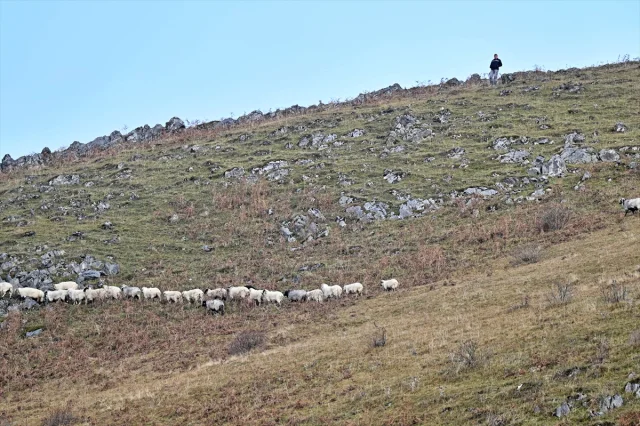 Karadeniz'in Gizli Cenneti Saveriksa Yaylası'nda Besicilik Rüzgarı Esiyor
