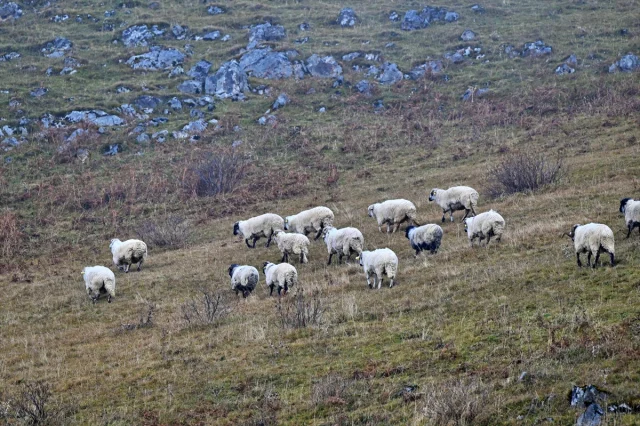 Karadeniz'in Gizli Cenneti Saveriksa Yaylası'nda Besicilik Rüzgarı Esiyor