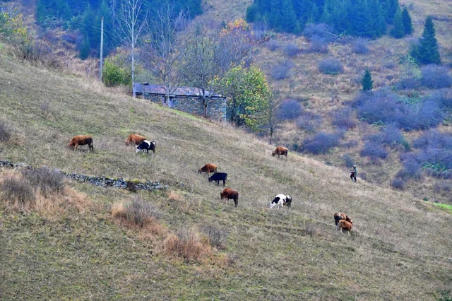Karadeniz'in Gizli Cenneti Saveriksa Yaylası'nda Besicilik Rüzgarı Esiyor