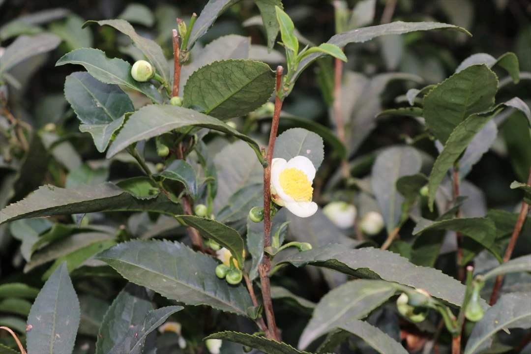 Rize'den Dünyaya Lezzet Yolculuğu Çiçek Çayı Rüzgarı