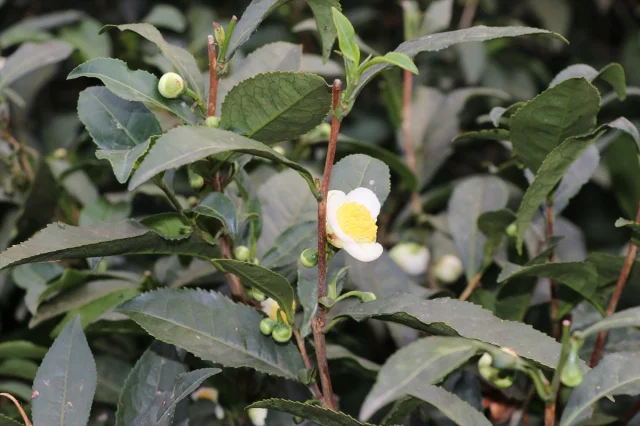 Rize'den Dünyaya Lezzet Yolculuğu Çiçek Çayı Rüzgarı