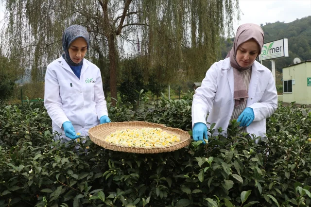 Rize'den Dünyaya Lezzet Yolculuğu Çiçek Çayı Rüzgarı