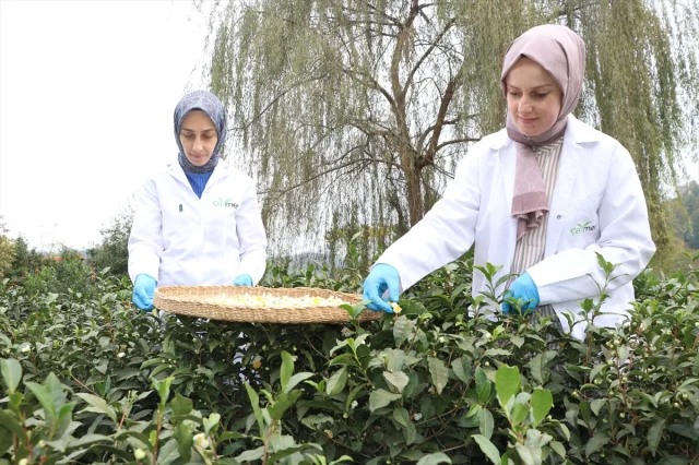 Rize'den Dünyaya Lezzet Yolculuğu Çiçek Çayı Rüzgarı