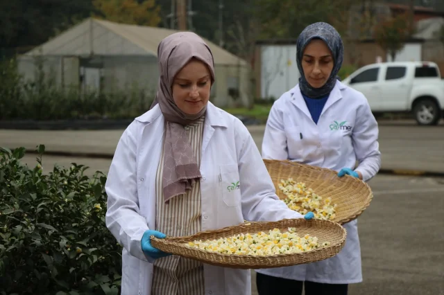 Rize'den Dünyaya Lezzet Yolculuğu Çiçek Çayı Rüzgarı