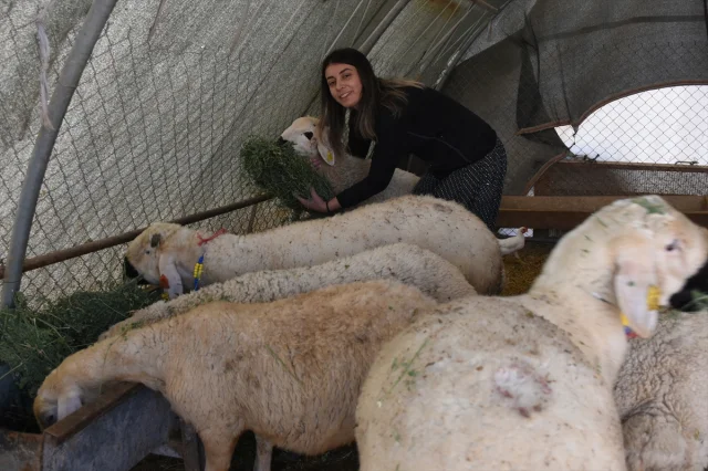 Hayvancılıkla Kendi İmparatorluğunu Kuruyor: Cangül Şenoğlu'...