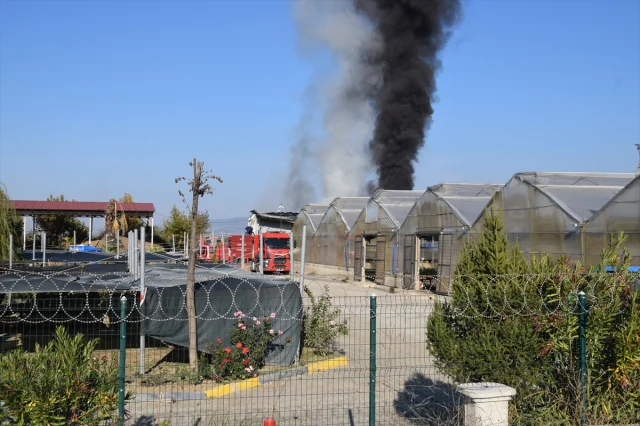 Manisa'da Sera Yangını Paniği: Çiçekler ve Ağaçlar Zarar Gördü
