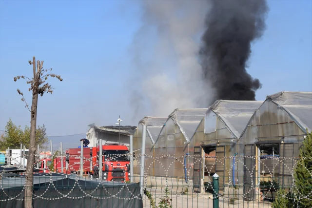 Manisa'da Sera Yangını Paniği: Çiçekler ve Ağaçlar Zarar Gördü