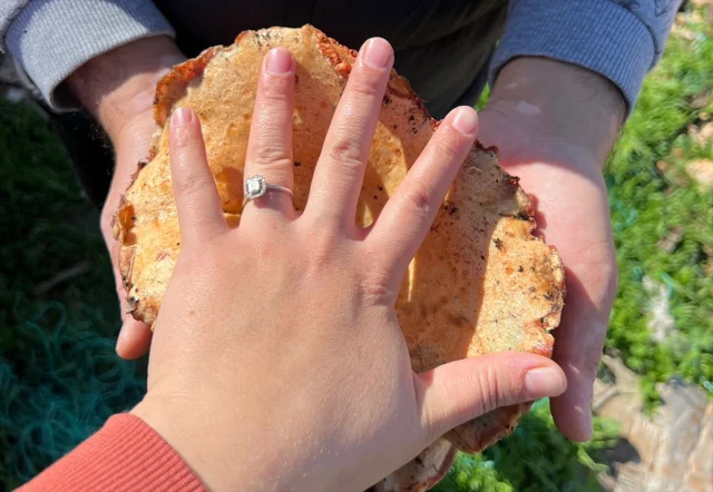 Antalya'nın Ormanlarında Çıntar Mantar Bolluğu