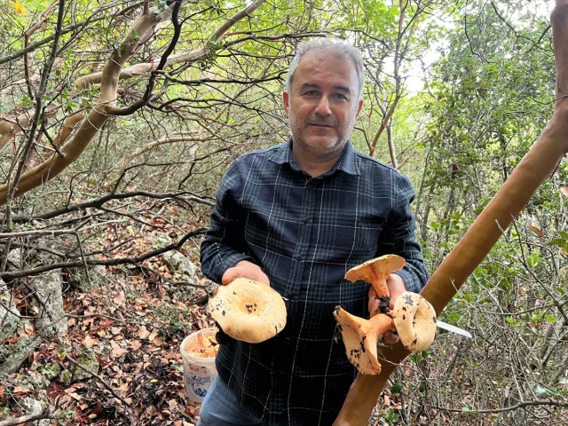 Antalya'nın Ormanlarında Çıntar Mantar Bolluğu