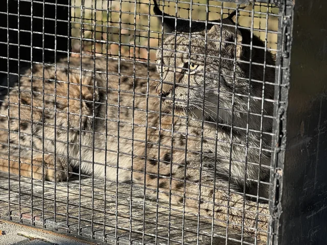 Van'da Bulunan Vaşak Yaban Hayata Kazandırılacak