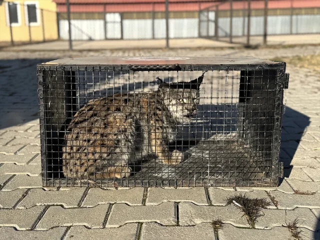 Van'da Bulunan Vaşak Yaban Hayata Kazandırılacak