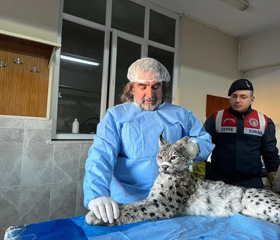 Van'da Bulunan Vaşak Yaban Hayata Kazandırılacak