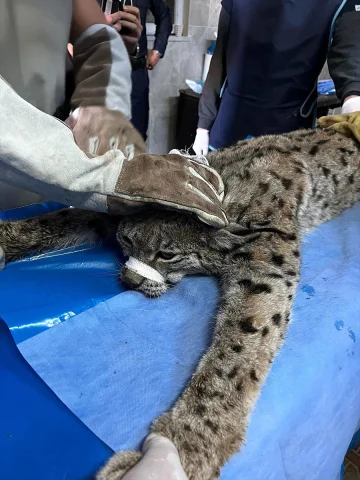 Van'da Bulunan Vaşak Yaban Hayata Kazandırılacak