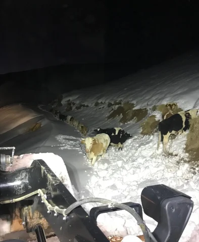 Hakkari'nin Zorlu Dağlarında Kaybolan Hayvanlar ve Mahsur Ka...