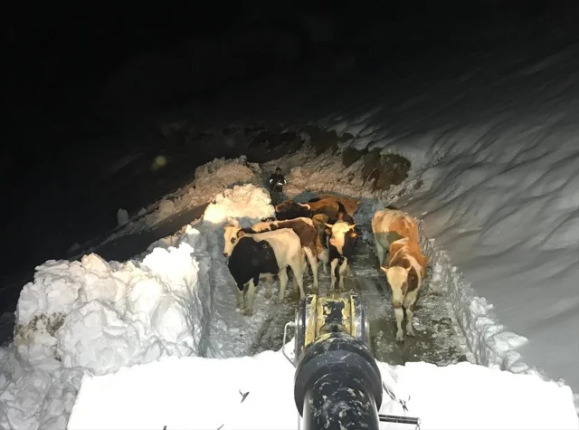 Hakkari'nin Zorlu Dağlarında Kaybolan Hayvanlar ve Mahsur Kalan Kişilerin Kurtarılışı
