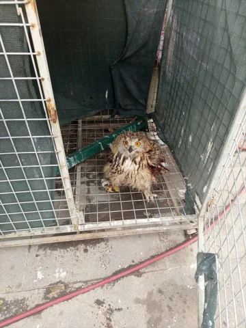 Şırnak'ta Yaralı Kuşlar İçin Seferberlik: Tedavi Edilip Doğaya Geri Dönecekler