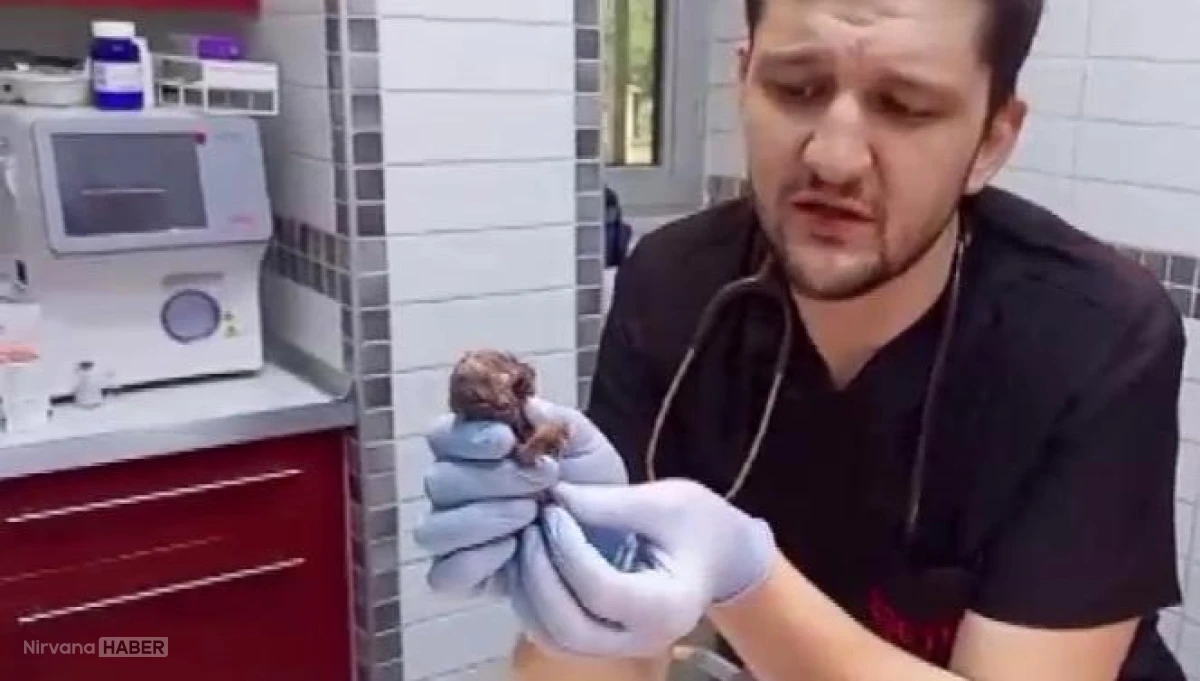 Veteriner gözlerine inanamadı: Çift başlı kedi yavrusu şoke etti
