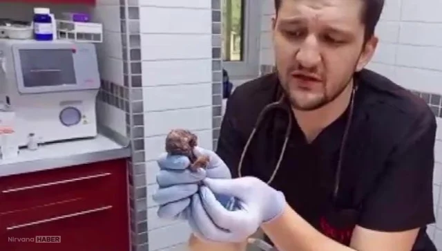 Veteriner gözlerine inanamadı: Çift başlı kedi yavrusu şoke etti