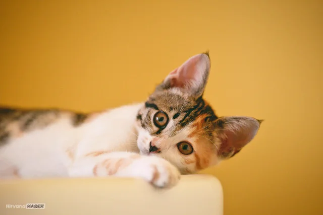 Kedi tüyü yutmak tehlikeli mi? Bilimsel gerçekler ve uzman uyarıları