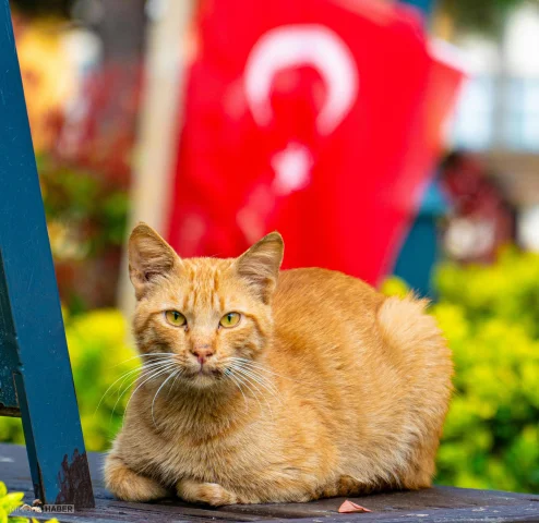 UEFA Avrupa Ligi finali öncesi İstanbul'un kedileri dünyanın gündeminde