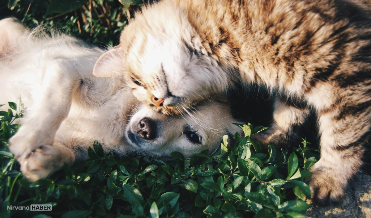 Mahkeme karar verdi! 5 kedi ve 1 köpeğin velayeti erkekte kaldı