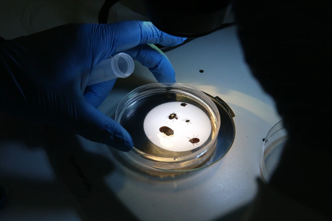 Türkiye'de İlk Kez Görülen Yeni Kene Türü Tehlike Saçıyor