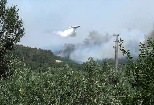 Manisa'daki Orman Yangınında Tutuklanan Arıcı Hakkında Detaylar Ortaya Çıktı