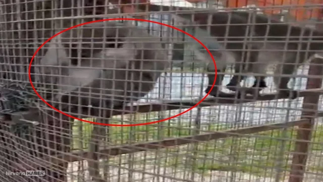 Nesli tükenme tehlikesindeki bu tür, havuzda bulundu!
