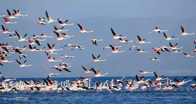 Van Gölü’nde sular çekildi, flamingoların konakladığı yeni adacıklar ortaya çıktı