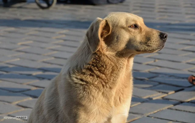 Niğde Valiliğinden bir köpeğin zehirlenerek öldürüldüğü iddiasına ilişkin açıklama