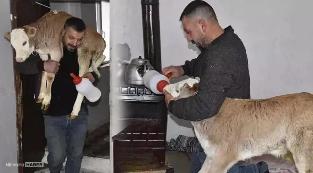 Çorap giydiriyor, sırtında taşıyor! Bebeği gibi biberonla besliyor